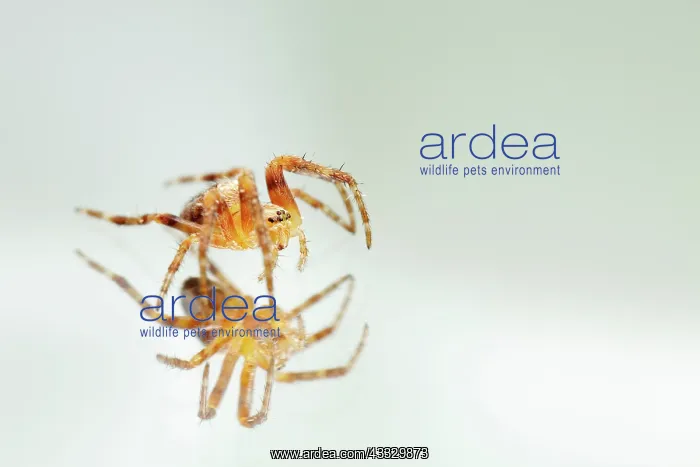 : European Garden Spider : European Garden Spider
