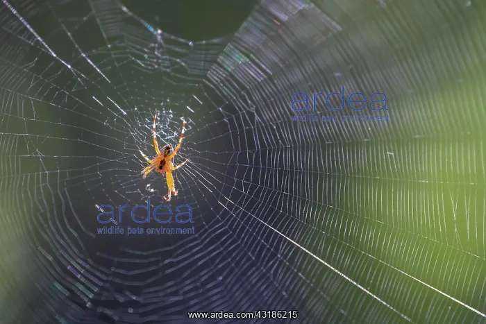  : European garden spider (Araneus diadematus), Rhineland-Palat