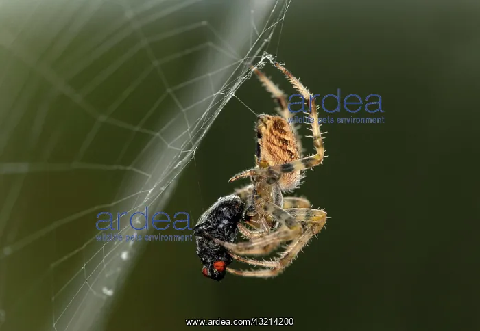 : European garden spider (Araneus diadematus) with : European garden spider (Araneus diadematus) with