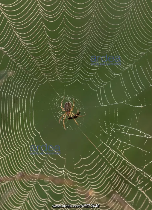 : European garden spider, Araneus diadematus on a : European garden spider, Araneus diadematus on a