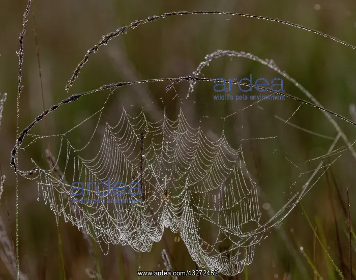 : European garden spider, Araneus diadematus on a : European garden spider, Araneus diadematus on a