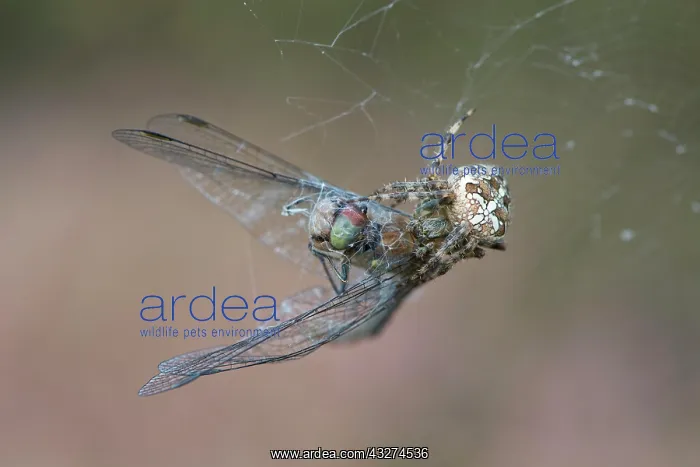 : European garden spider (Araneus diadematus) with : European garden spider (Araneus diadematus) with