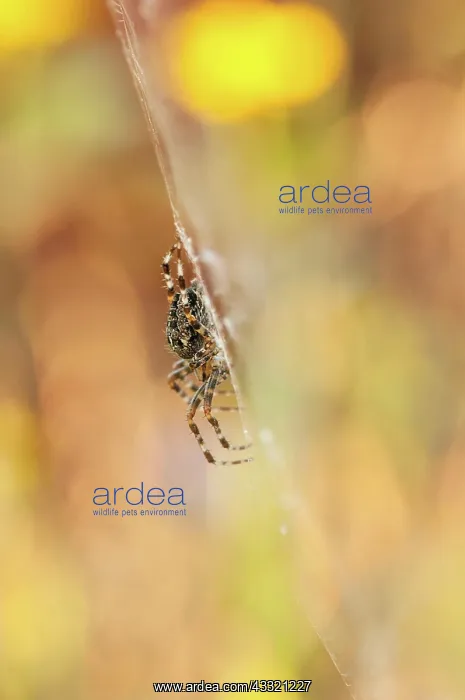  : European garden spider (Araneus diadematus), sitting