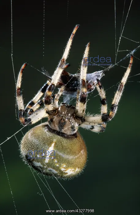: European Garden Spider (Araneus diadematus) bus : European Garden Spider (Araneus diadematus) bus
