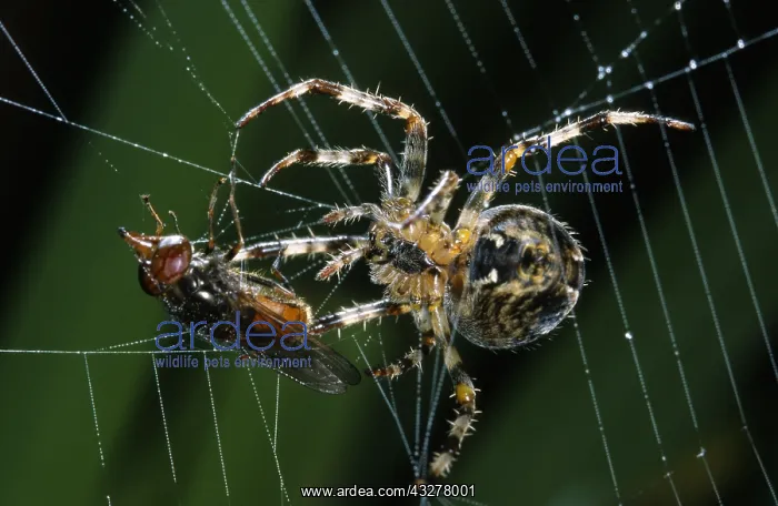  : European Garden Spider (Araneus diadematus) bus