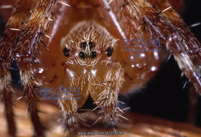 : European Garden Spider (Araneus diadematus) por : European Garden Spider (Araneus diadematus) por