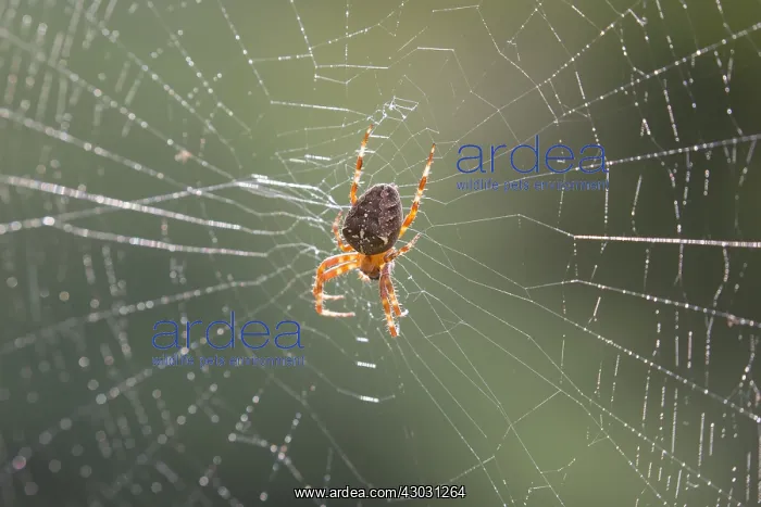 : European Garden Spider, Cross Orbweaver, Cross : European Garden Spider, Cross Orbweaver, Cross