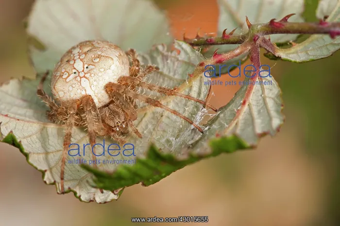 : European Garden Spider / Cross Spider under Bramble : European Garden Spider / Cross Spider under Bramble