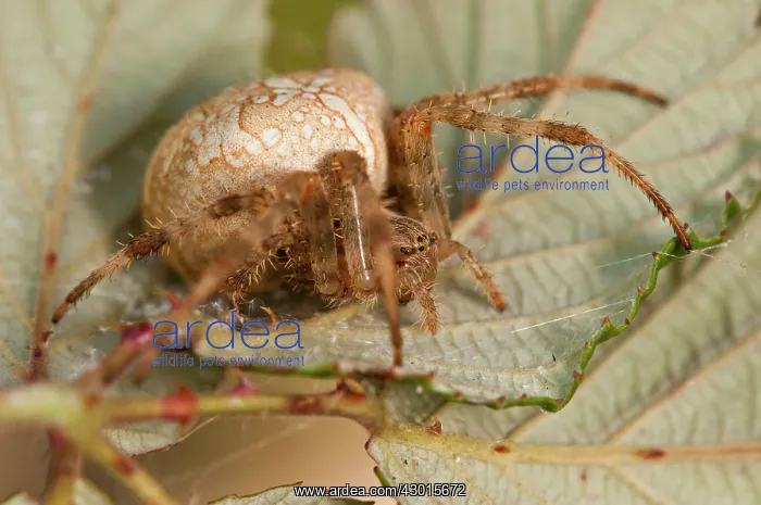 : European Garden Spider / Cross Spider under Bramble : European Garden Spider / Cross Spider under Bramble