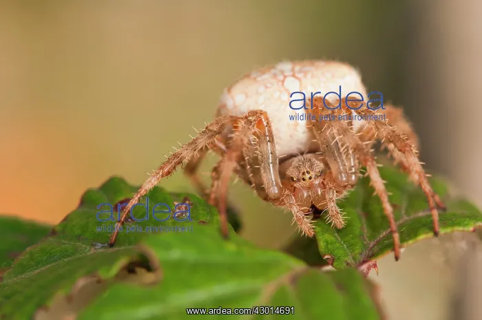 : European Garden Spider (Cross spider) female on bramble : European Garden Spider (Cross spider) female on bramble