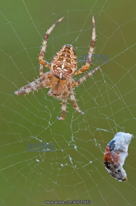 : European Garden Spider / Cross Spider on web : European Garden Spider / Cross Spider on web