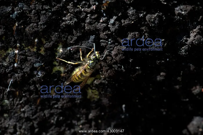: European / German Wasp / Yellowjacket : European / German Wasp / Yellowjacket