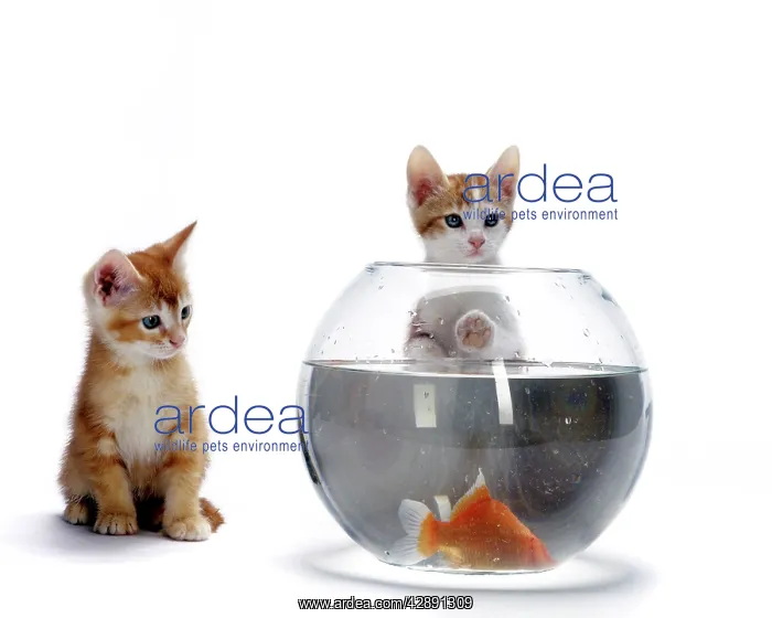 : European Ginger Cat - Kittens watching Goldfish in bowl : European Ginger Cat - Kittens watching Goldfish in bowl