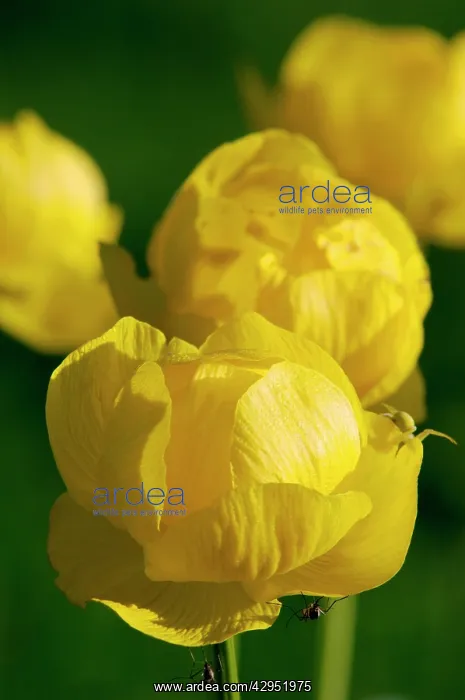 : European Globeflower / Globe Crowfoot / Globe Flower : European Globeflower / Globe Crowfoot / Globe Flower