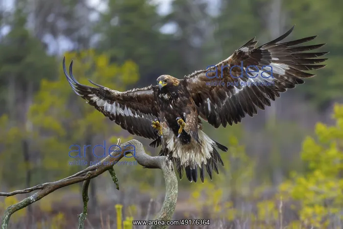 : European golden eagle (Aquila chrysaetos chrysaetos) landing on branch with spread wings in moorland : European golden eagle (Aquila chrysaetos chrysaetos) landing on branch with spread wings in moorland