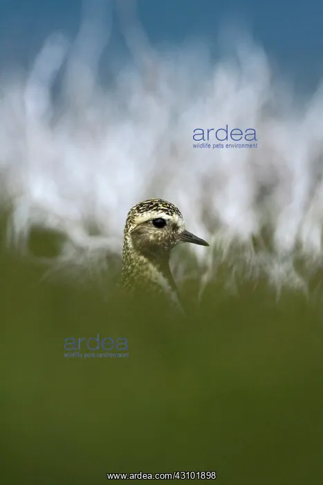 : European Golden Plover : European Golden Plover