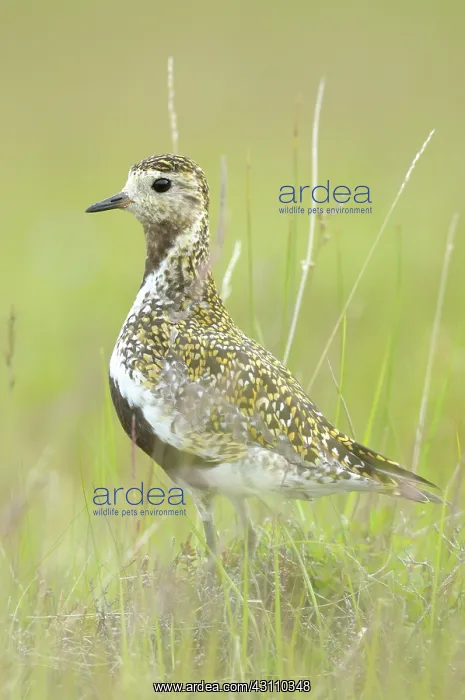 : European Golden Plover : European Golden Plover