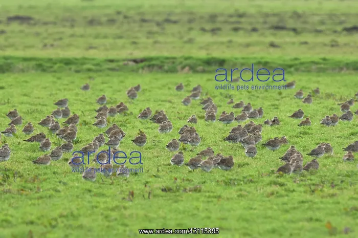 : European Golden Plover : European Golden Plover
