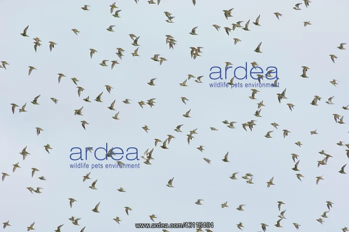 : European Golden Plover : European Golden Plover