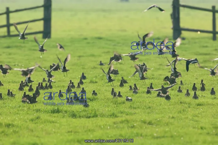 : European Golden Plover : European Golden Plover