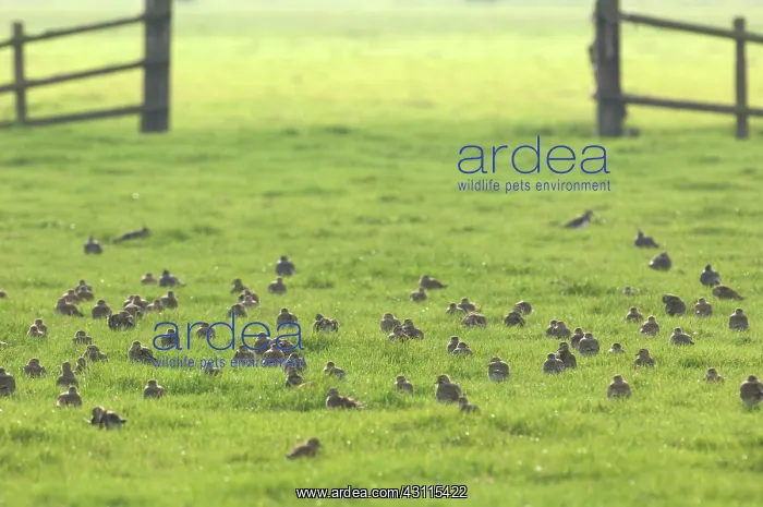 : European Golden Plover : European Golden Plover