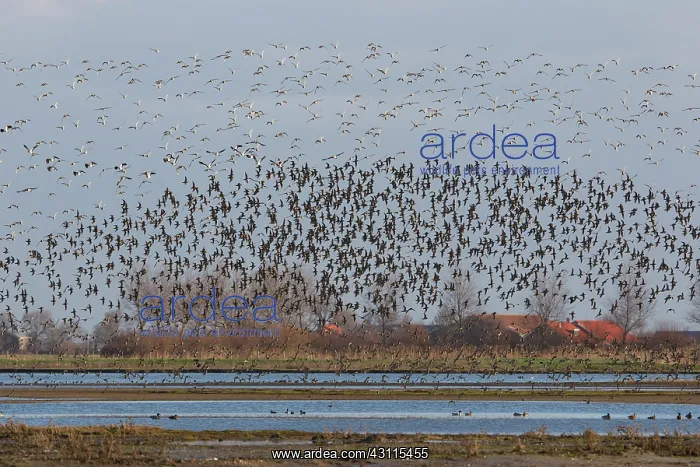 : European Golden Plover : European Golden Plover
