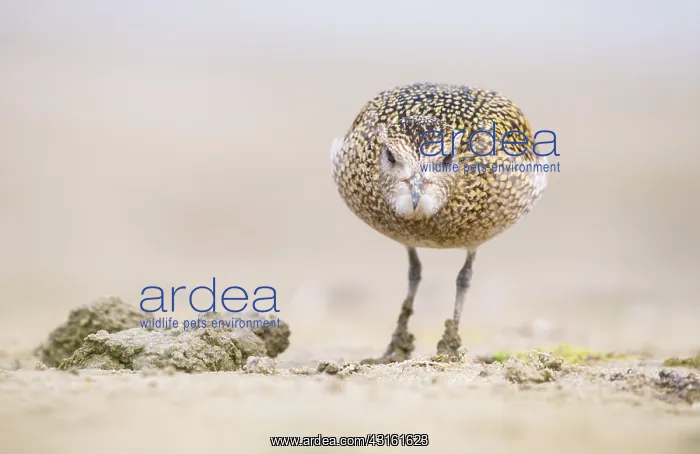 : European Golden Plover : European Golden Plover