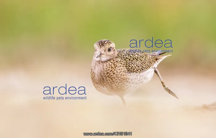 : European Golden Plover : European Golden Plover
