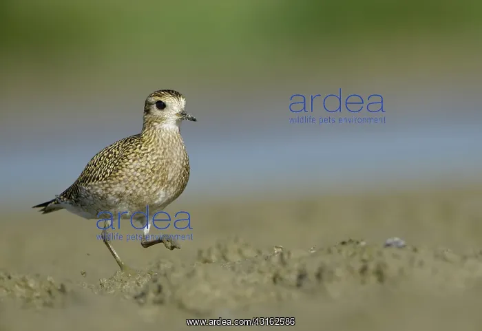 : European Golden Plover : European Golden Plover