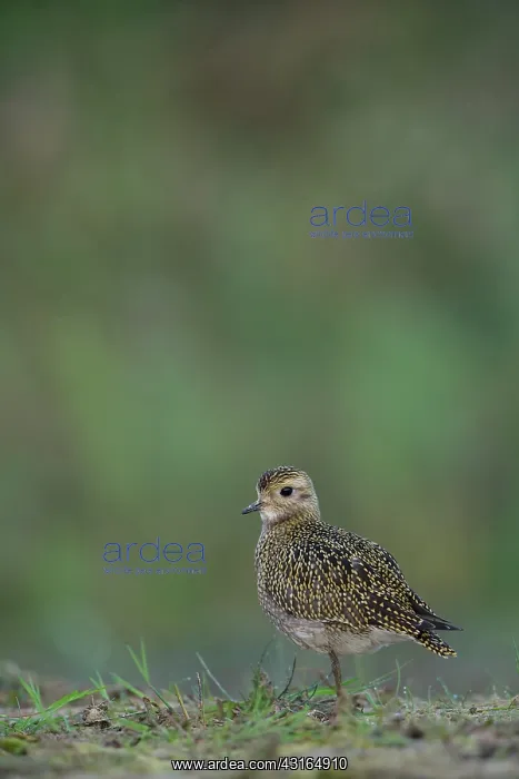 : European Golden Plover : European Golden Plover