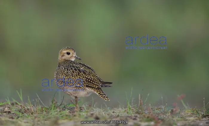  : European Golden Plover