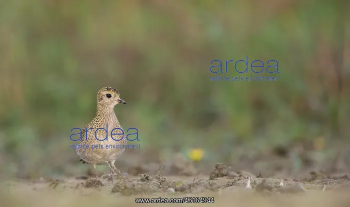 : European Golden Plover : European Golden Plover