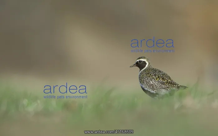 : European Golden Plover : European Golden Plover