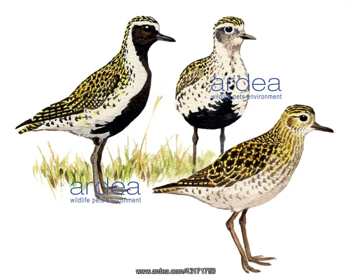 : European Golden Plover : European Golden Plover