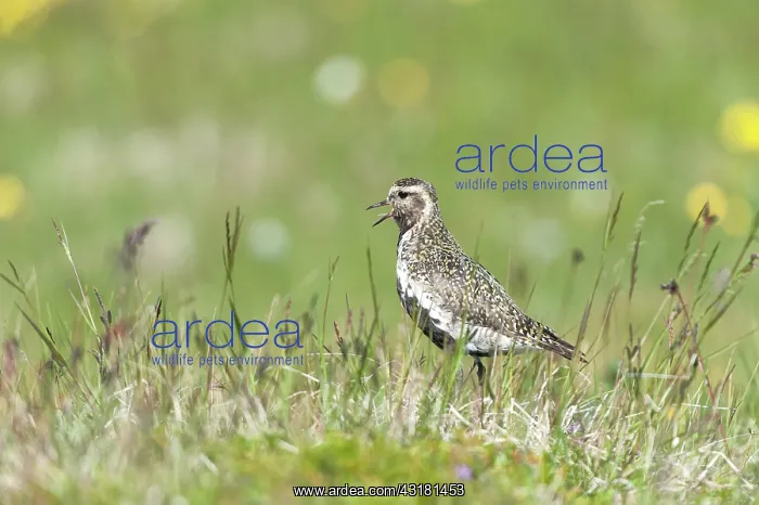 : European Golden Plover : European Golden Plover