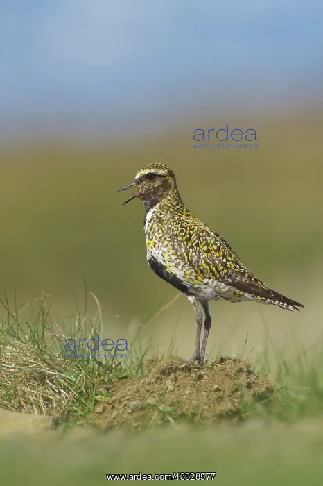 : European Golden Plover : European Golden Plover