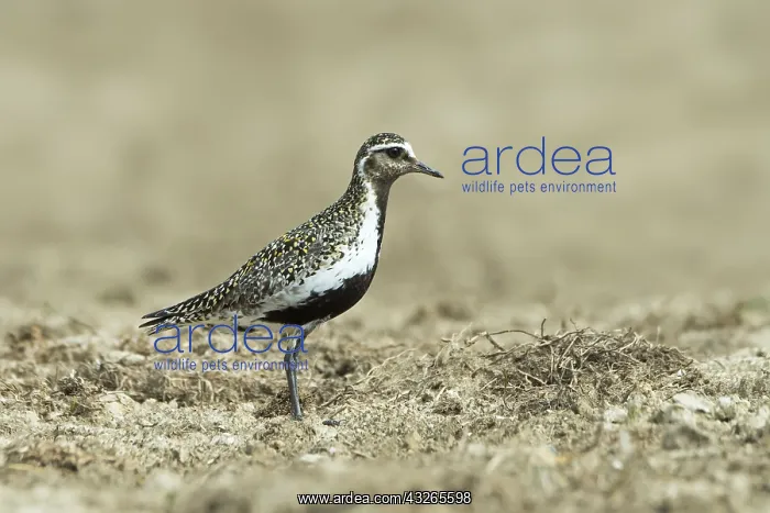 : European Golden Plover (pluvialis apricaria) in : European Golden Plover (pluvialis apricaria) in