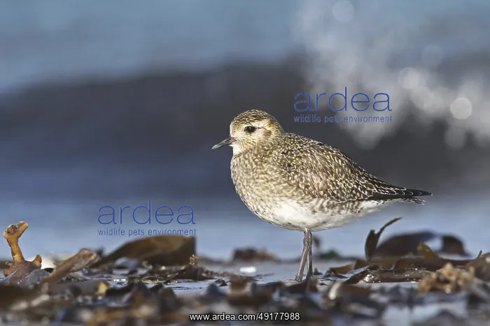  : European Golden Plover (Pluvialis apricaria)