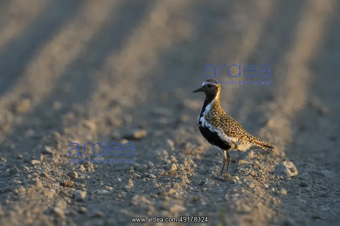 : European Golden Plover (Pluvialis apricaria) perched on field : European Golden Plover (Pluvialis apricaria) perched on field