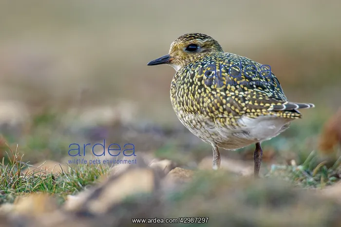 : European golden plover (Pluvialis apricaria) - resting : European golden plover (Pluvialis apricaria) - resting