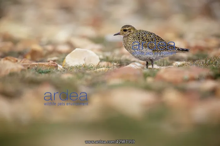 : European golden plover (Pluvialis apricaria) - resting : European golden plover (Pluvialis apricaria) - resting
