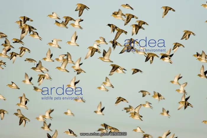 : European Golden Plovers. Flock in flight in winter : European Golden Plovers. Flock in flight in winter