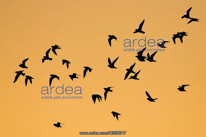 : European Golden Plovers. Flock silhouette against : European Golden Plovers. Flock silhouette against