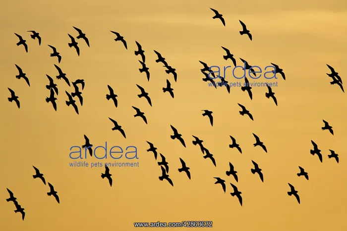 : European Golden Plovers. Flock silhouette against : European Golden Plovers. Flock silhouette against