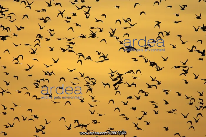 : European Golden Plovers. Flock silhouette against : European Golden Plovers. Flock silhouette against