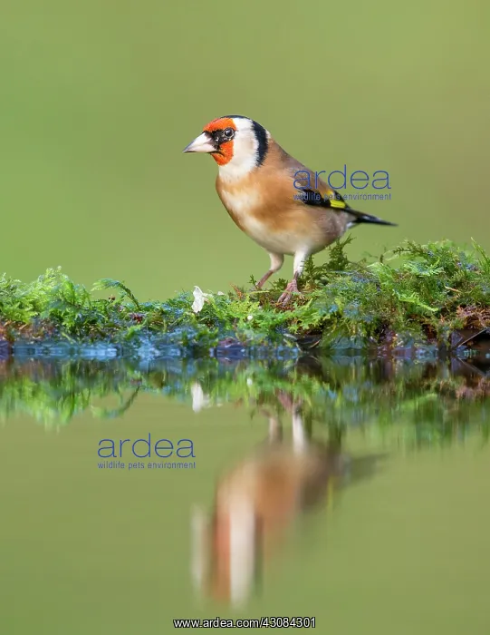 : European Goldfinch : European Goldfinch