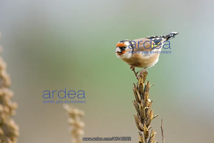 : European Goldfinch : European Goldfinch