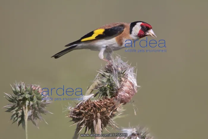 : European Goldfinch : European Goldfinch