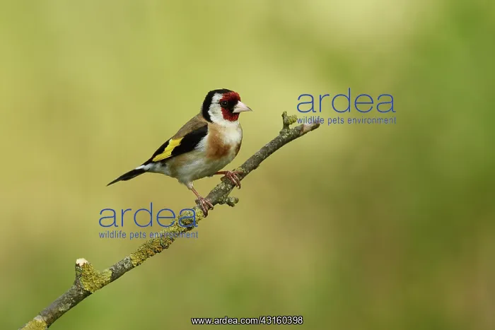  : European Goldfinch