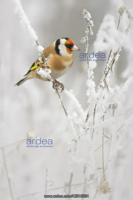 : European Goldfinch : European Goldfinch
